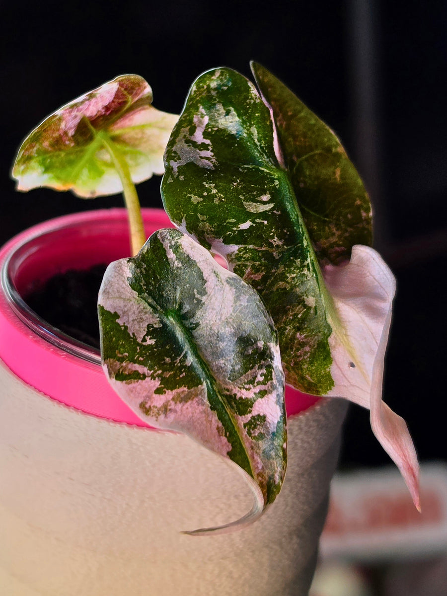 Alocasia Venom Pink TC Pre-Order | High Grade Variegated Collector Alocasia