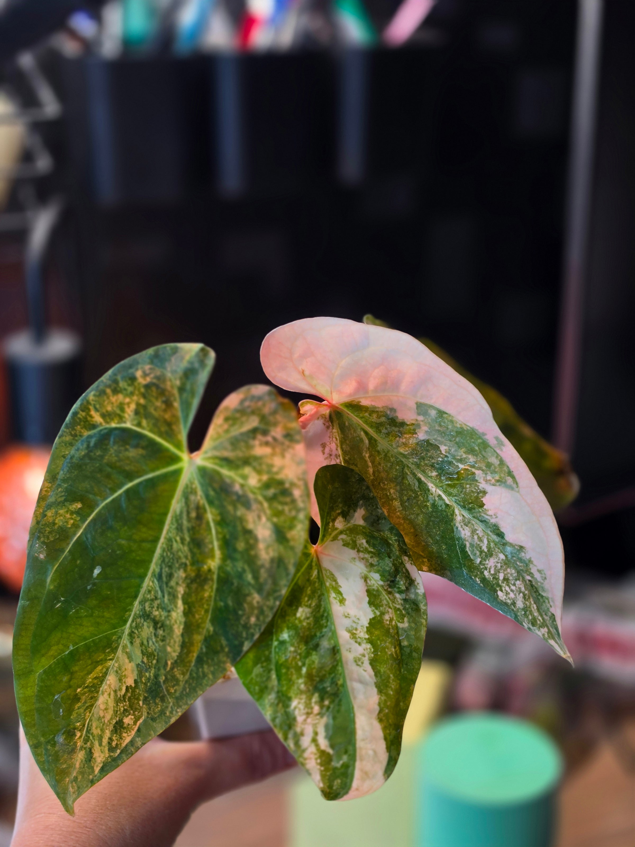 Anthurium (papillilaminum × crystallinum) × (debilis × RVDP)