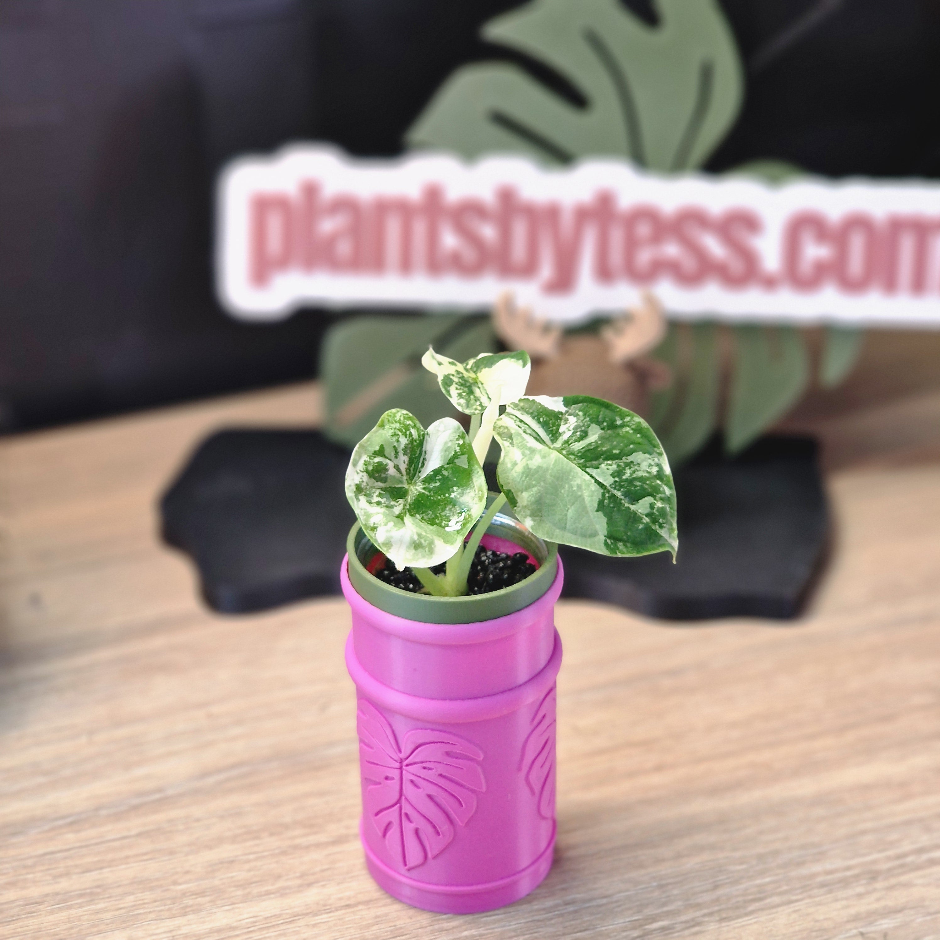 Alocasia Dragon Scale albo #4