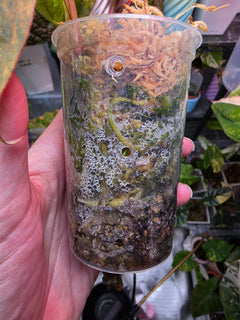 Anthurium Black Venom x RVDP - Highly Variegated