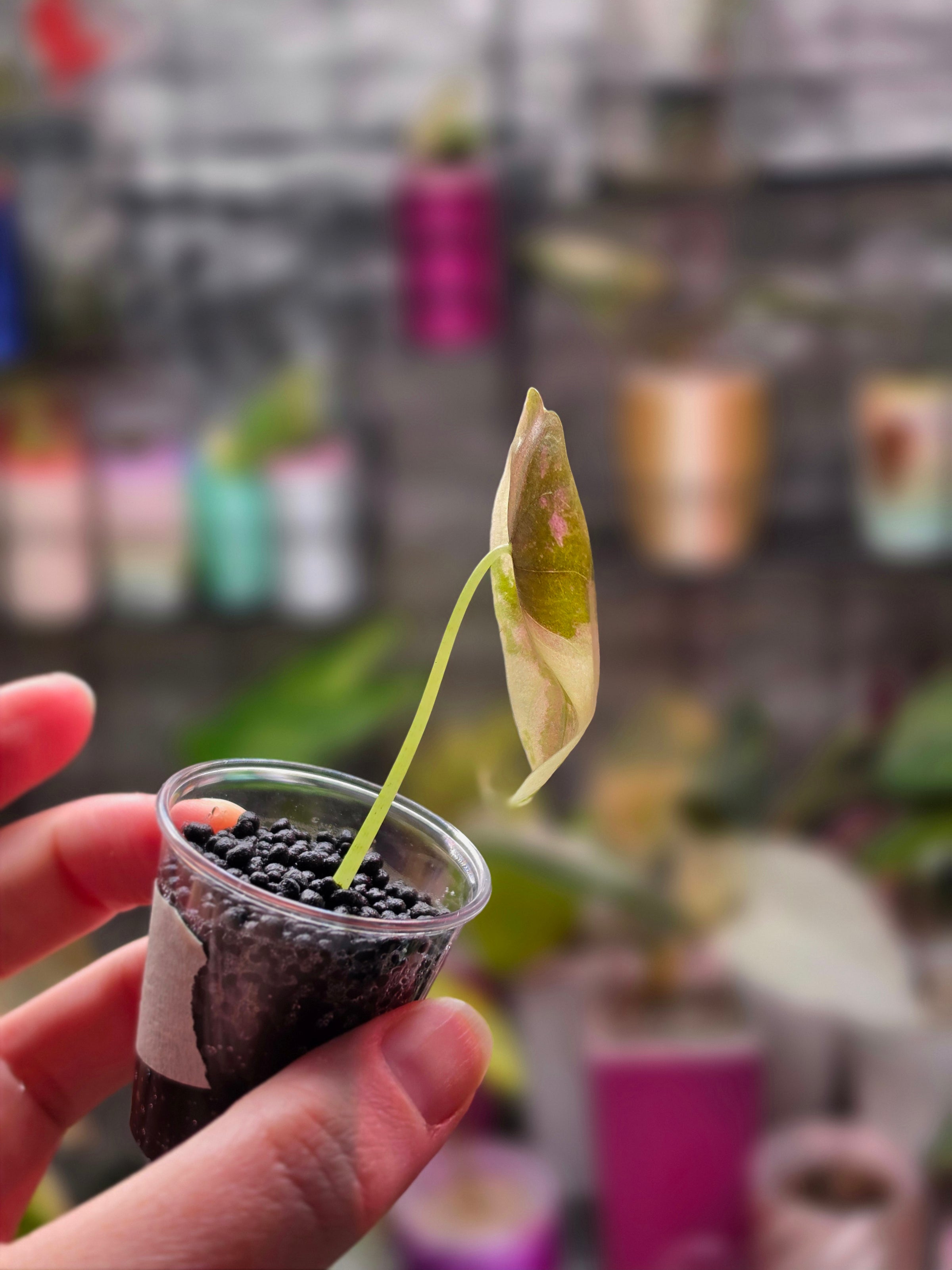 Alocasia Sedenii Pink Variegated | Ultra Rare Pink Collector Alocasia Plant