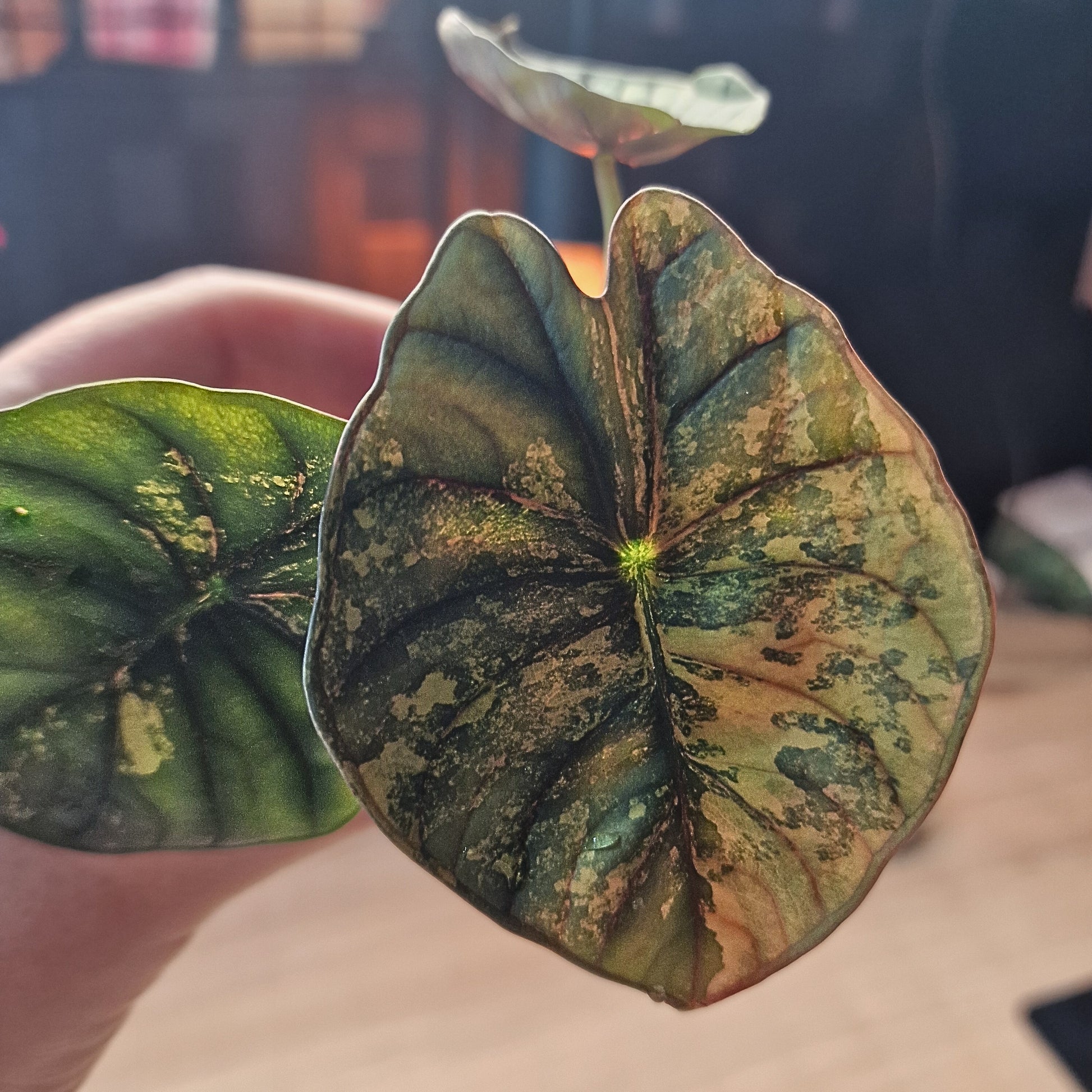 Alocasia Nebula aurea