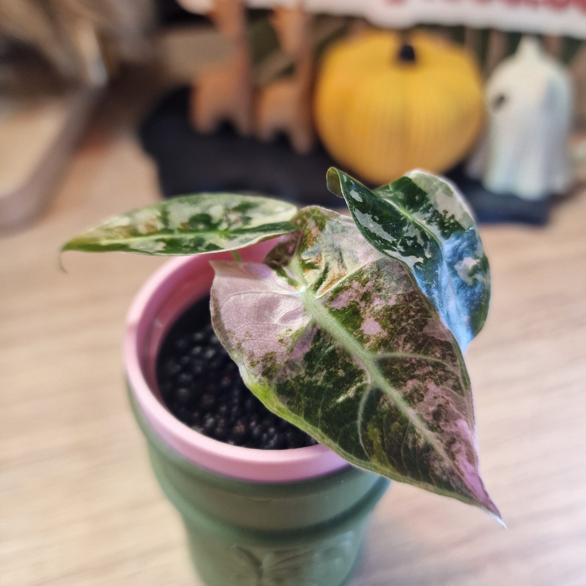 Alocasia Polly Pink snowflake ❄️