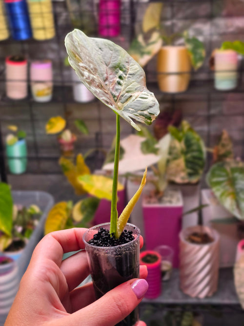 Alocasia Alba Albo | Rare White Variegated Collector Alocasia