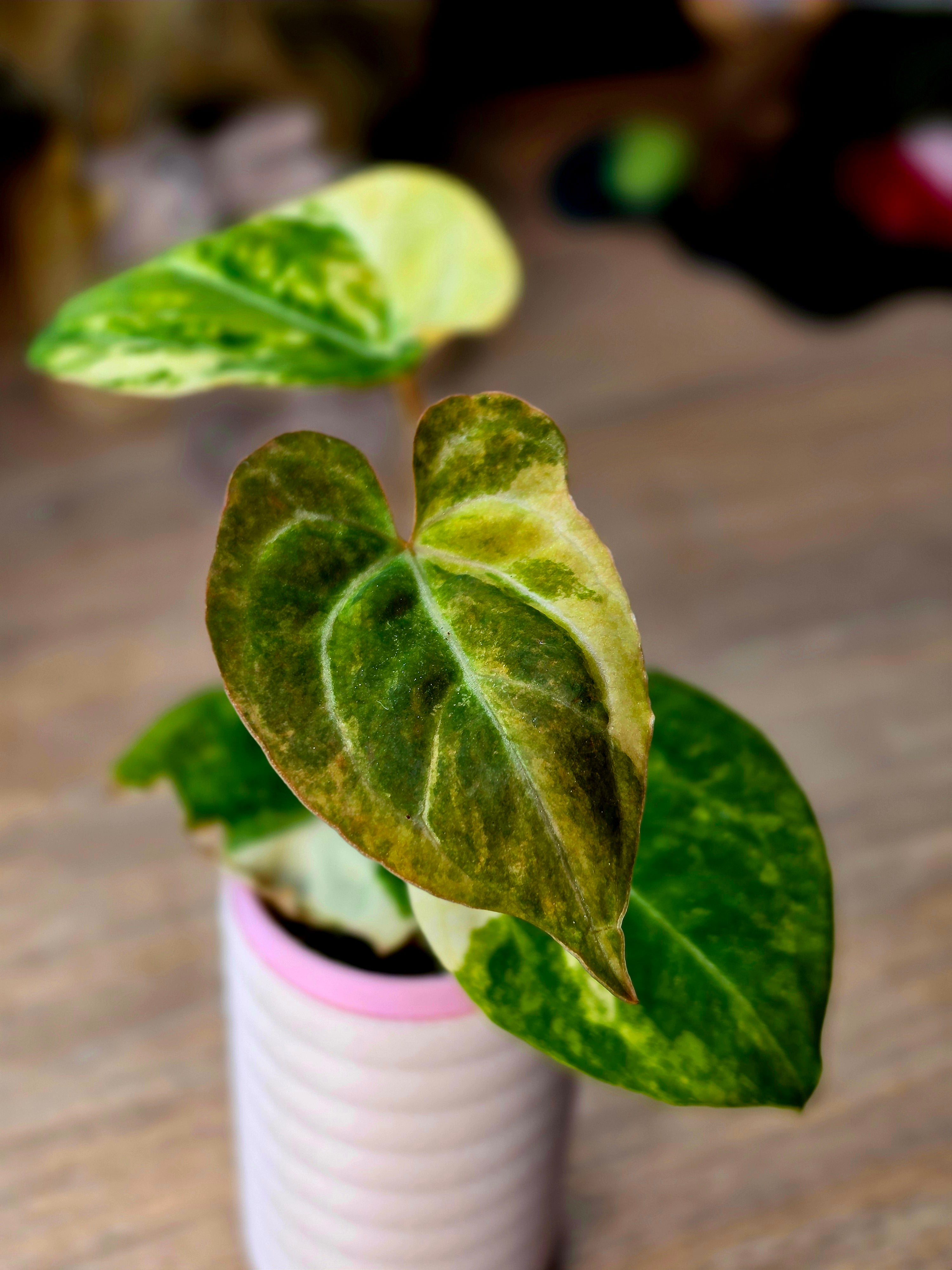 Anthurium Carlablackiae × (Papillilaminum × Ace of Spades) | Dark Velvet Hybrid Collector Plant
