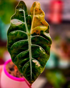 Alocasia Chantrieri Aurea Corm Grown | Rare Yellow Variegated Alocasia