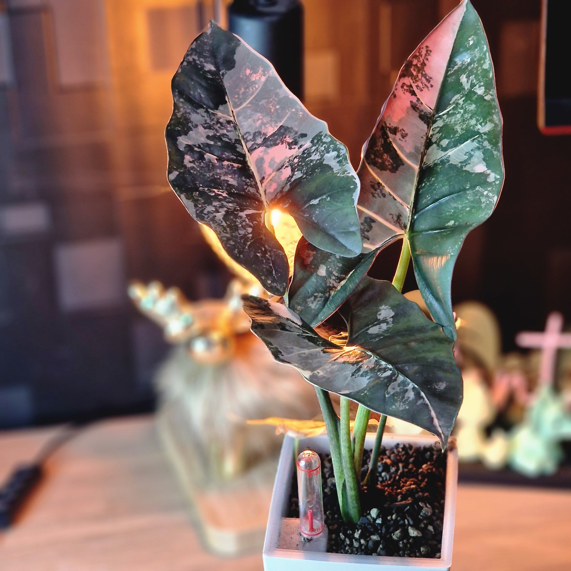 Alocasia Scabriuscula albo/pink corm