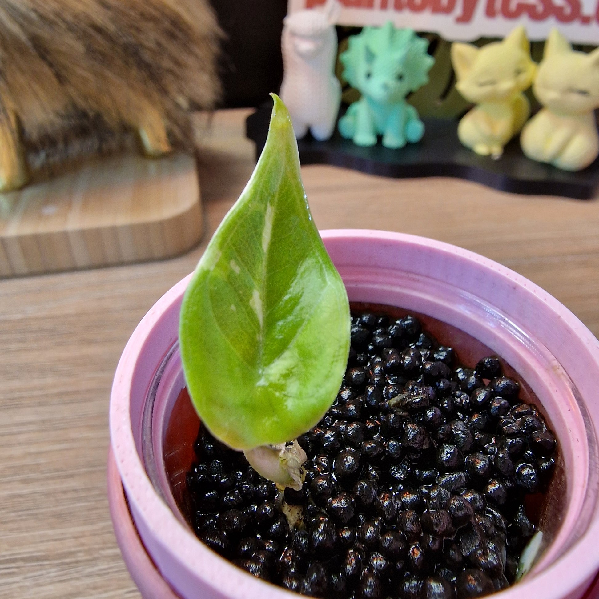 Alocasia Maharani albo