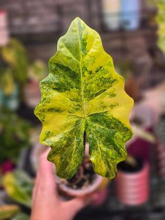 Alocasia 'Portora' Aurea (Variegated)