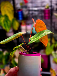 Anthurium Dressleri × X-Ray Mutated | Velvet Collector Hybrid