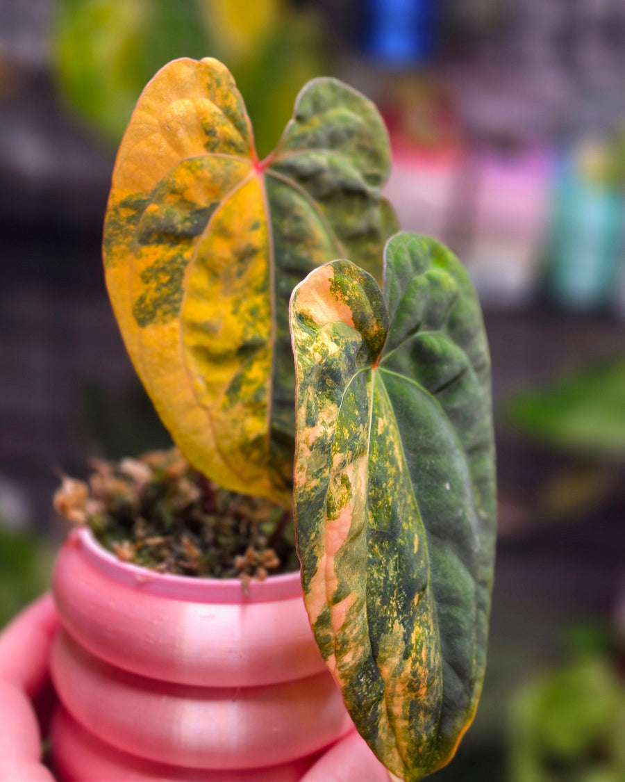 Anthurium Papillilaminum × Red Vein Dark Phoenix | Velvet Collector Hybrid