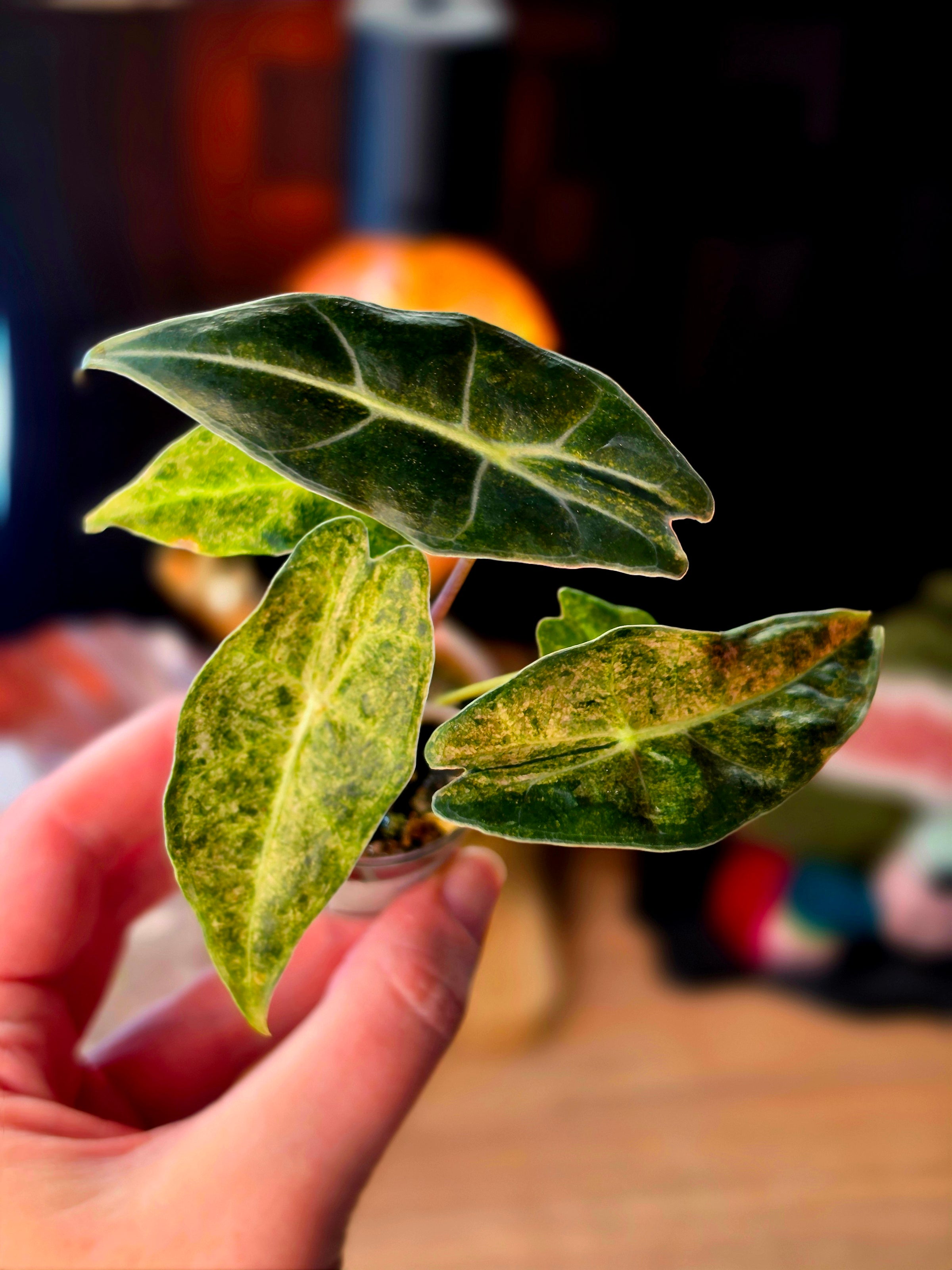 Alocasia Black Satun Stardust | Pink Variegated Dark Leaf Collector Plant #1