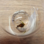 Alocasia Golden Bone aurea corm