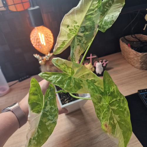 Alocasia Accuminata albo big plant