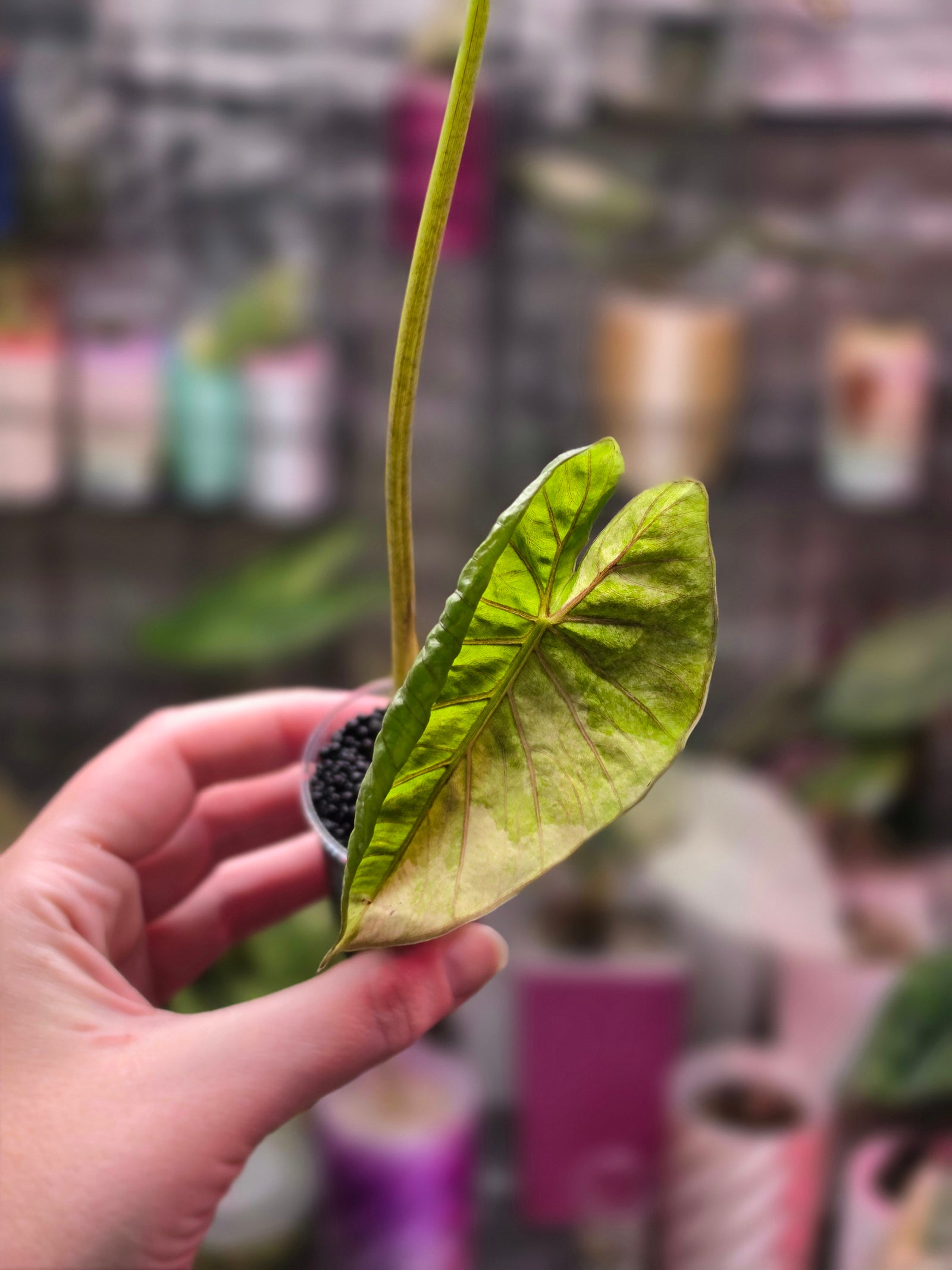 Alocasia Serendipity Gold Variegated | Rare Collector Alocasia Plant #3