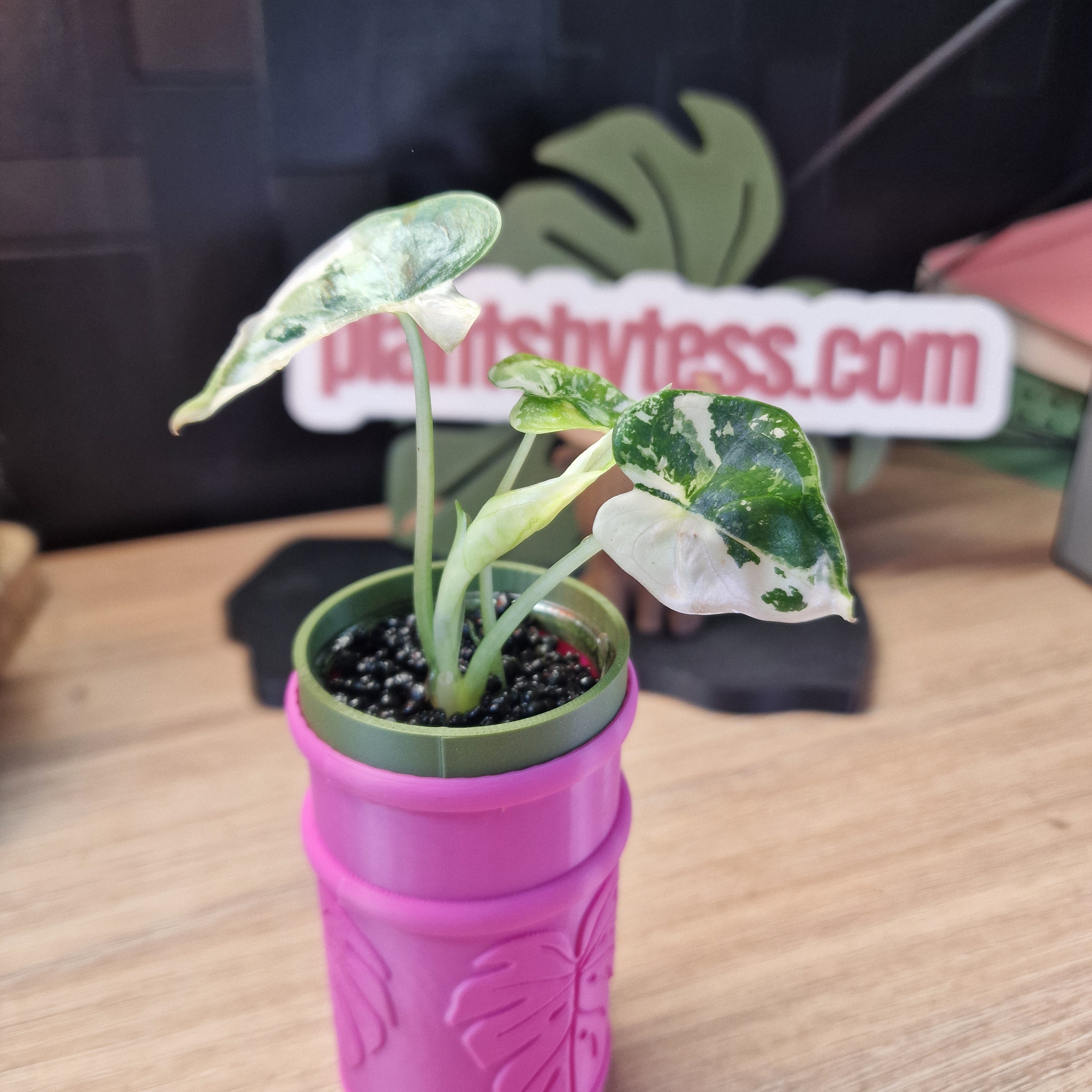 Alocasia Dragon Scale albo #5