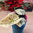 Alocasia Reginae albo/pink