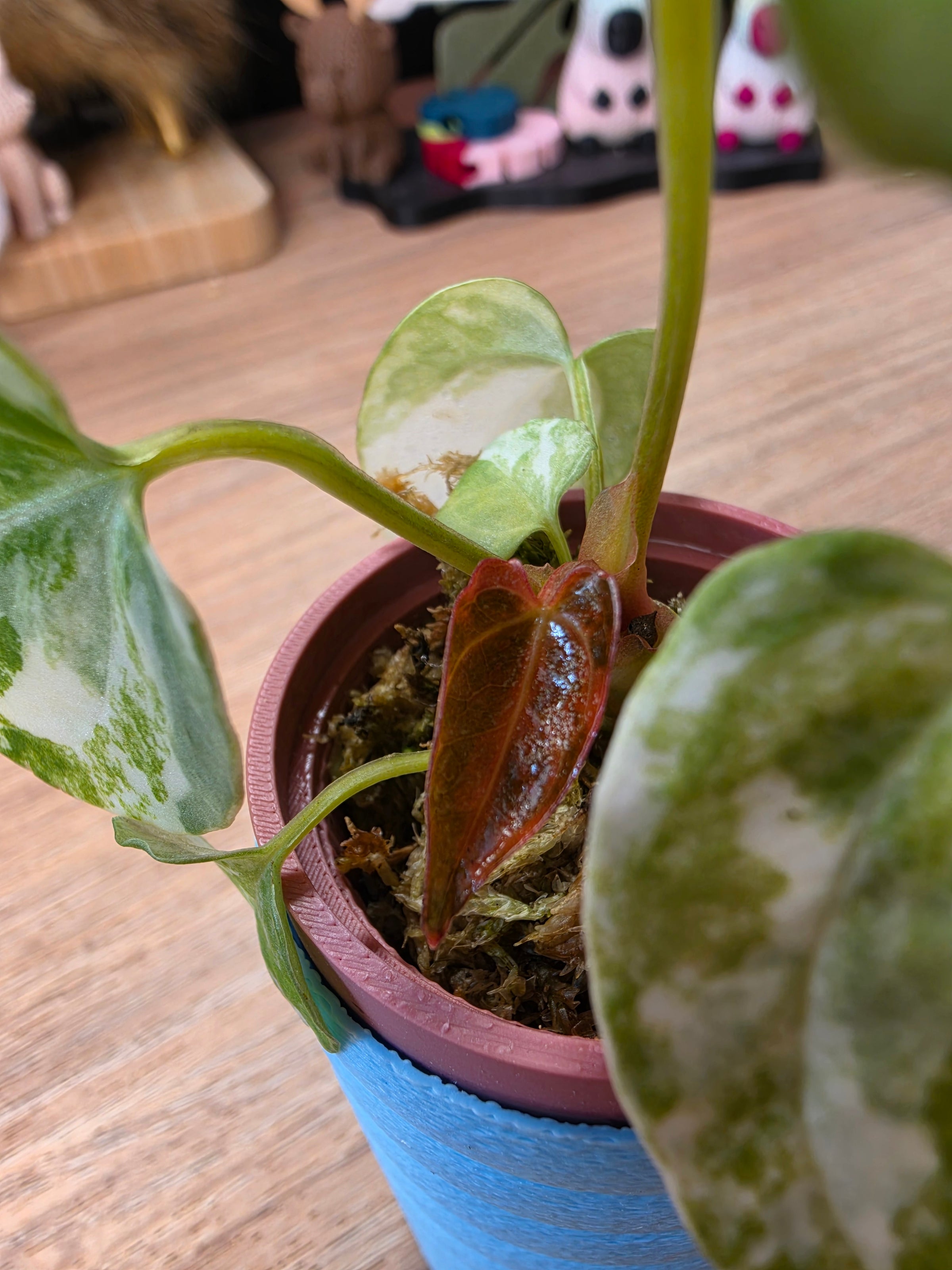 Anthurium Papillilaminum Variegated × Michelle #3 | Velvet Variegated Collector Hybrid