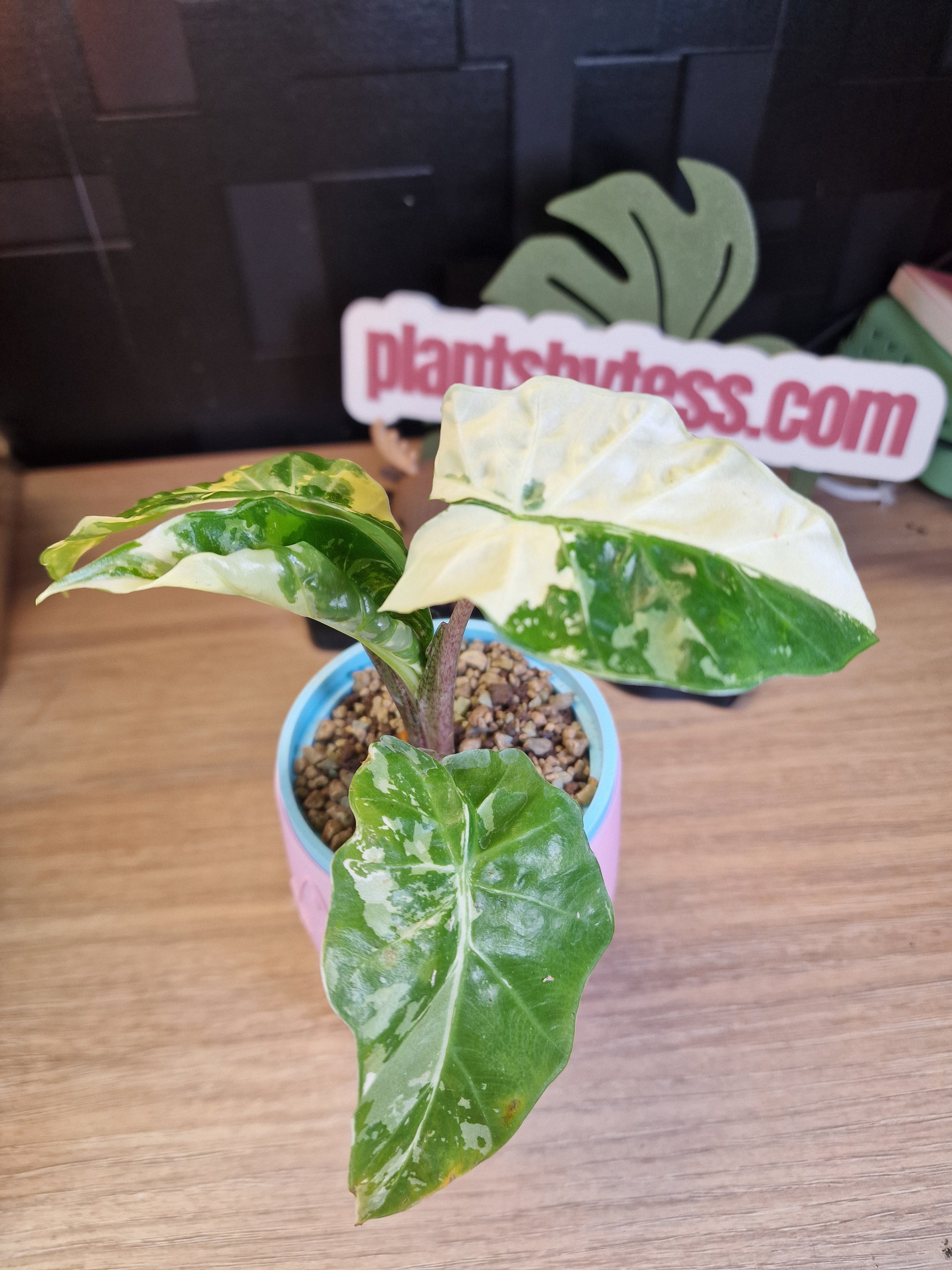 Alocasia Low Rider albo #2