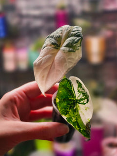 Alocasia Dragon Scale Albo | Variegated Textured Leaf Collector Plant