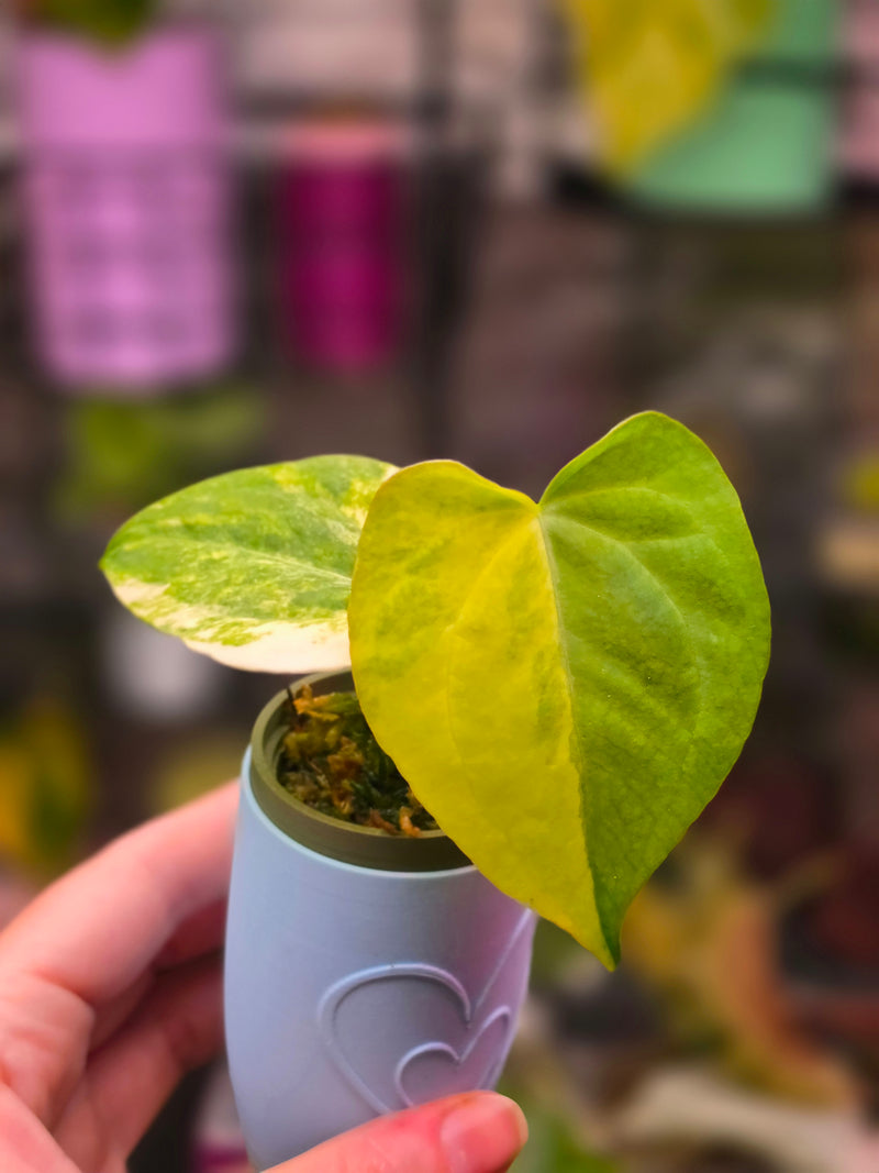 Anthurium (Pterodactyl × luxurians) × (papillilaminum × magnificum) (Variegated)