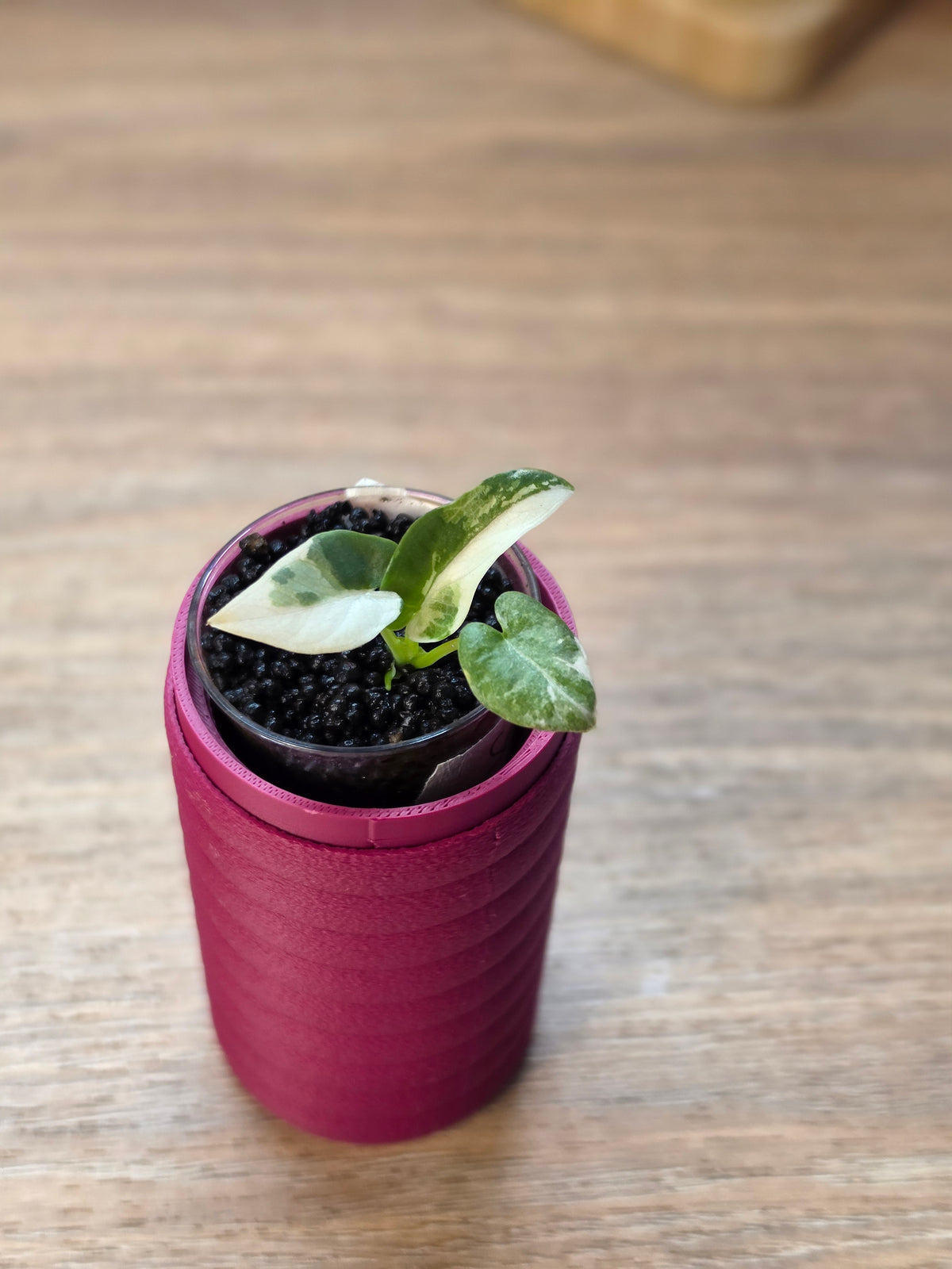 Alocasia Scabriuscula × Reginae Variegated | Baby Plant #4