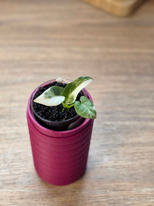 Alocasia Scabriuscula × Reginae Variegated | Baby Plant #4