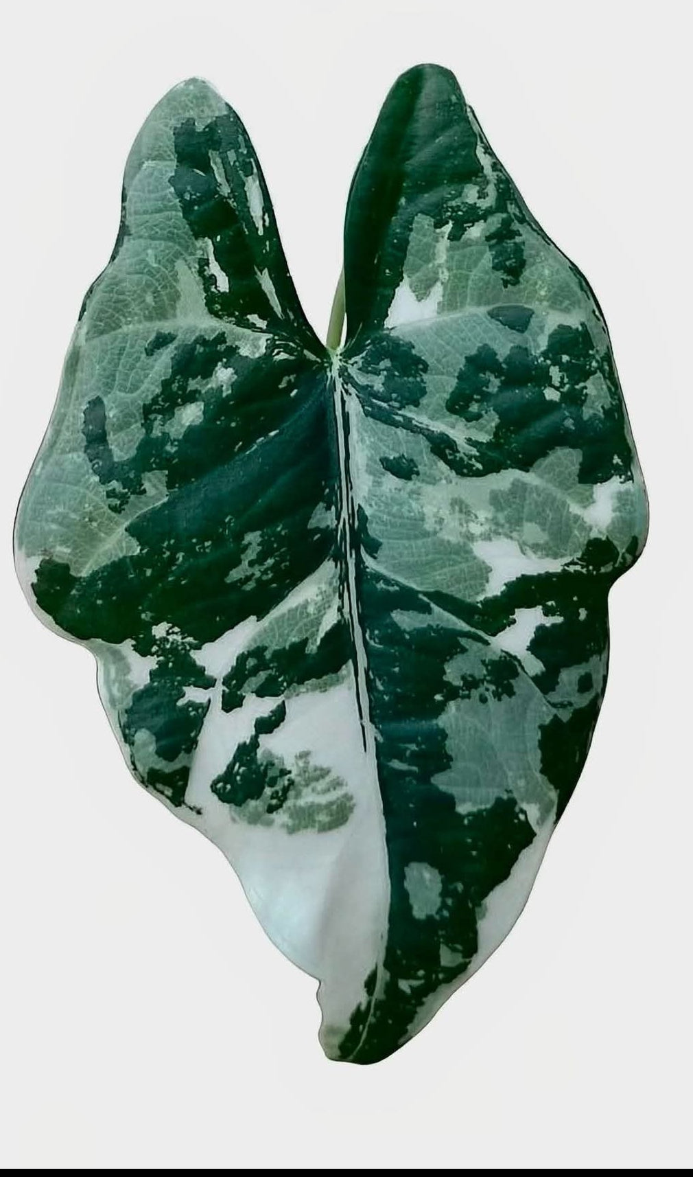 Alocasia Scabriuscula × Reginae Variegated | Baby Plant #4