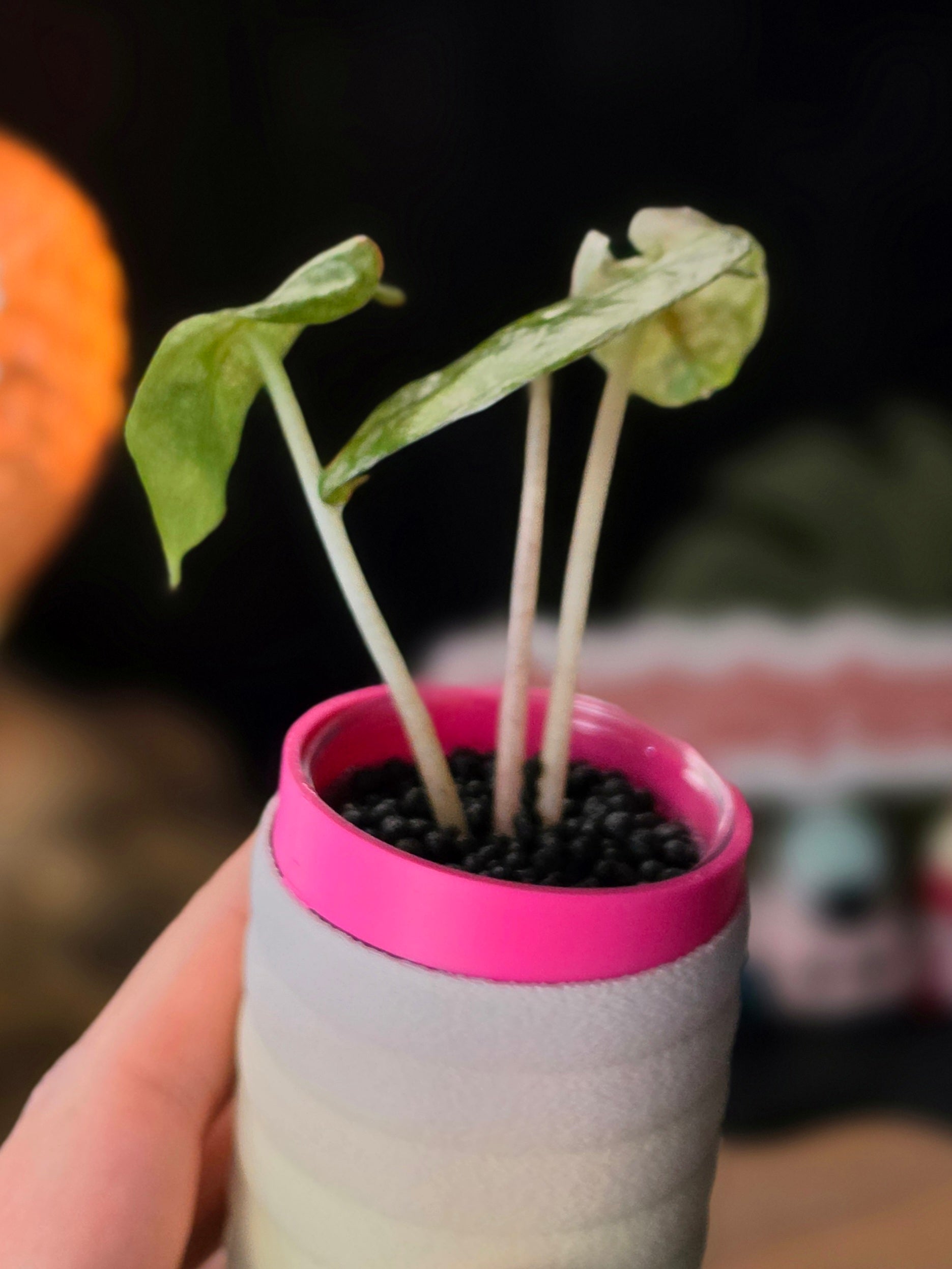 Alocasia Pink Dragon Galaxy | Rare Variegated Collector Alocasia
