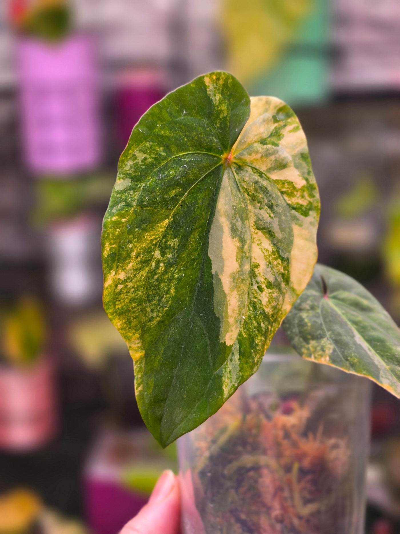 Anthurium 'Guna Yala' × RVDP (Variegated)