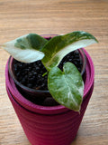 Alocasia Scabriuscula × Reginae Variegated | Baby Plant #4