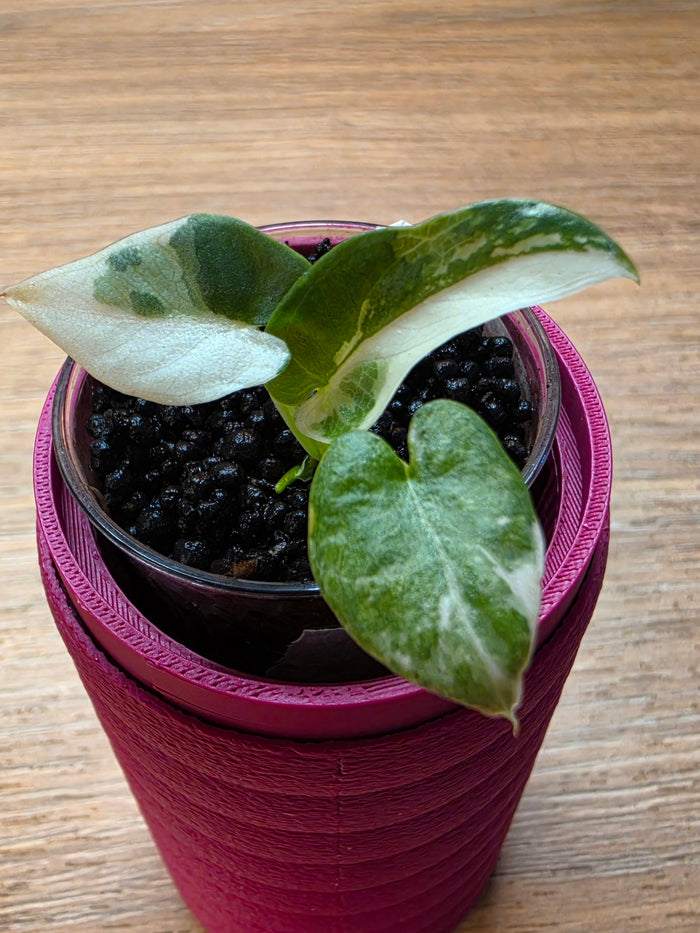 Alocasia Scabriuscula × Reginae Variegated | Baby Plant #4