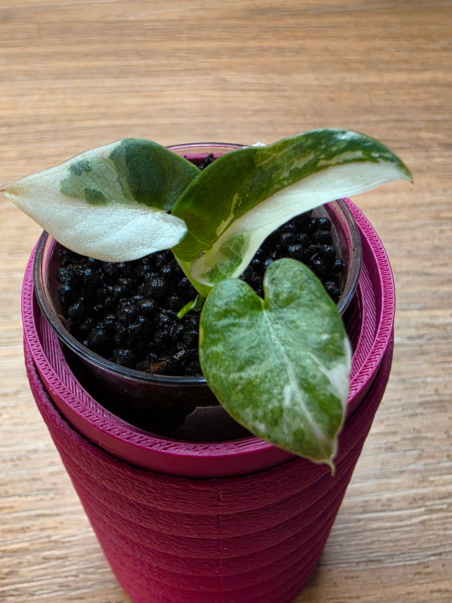 Alocasia Scabriuscula × Reginae Variegated | Baby Plant #4