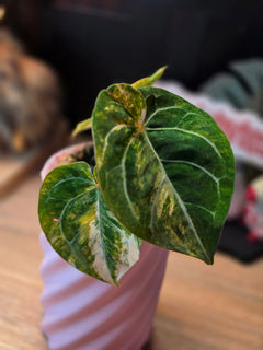 Anthurium Magnificum × Dressleri White | Velvet Collector Hybrid
