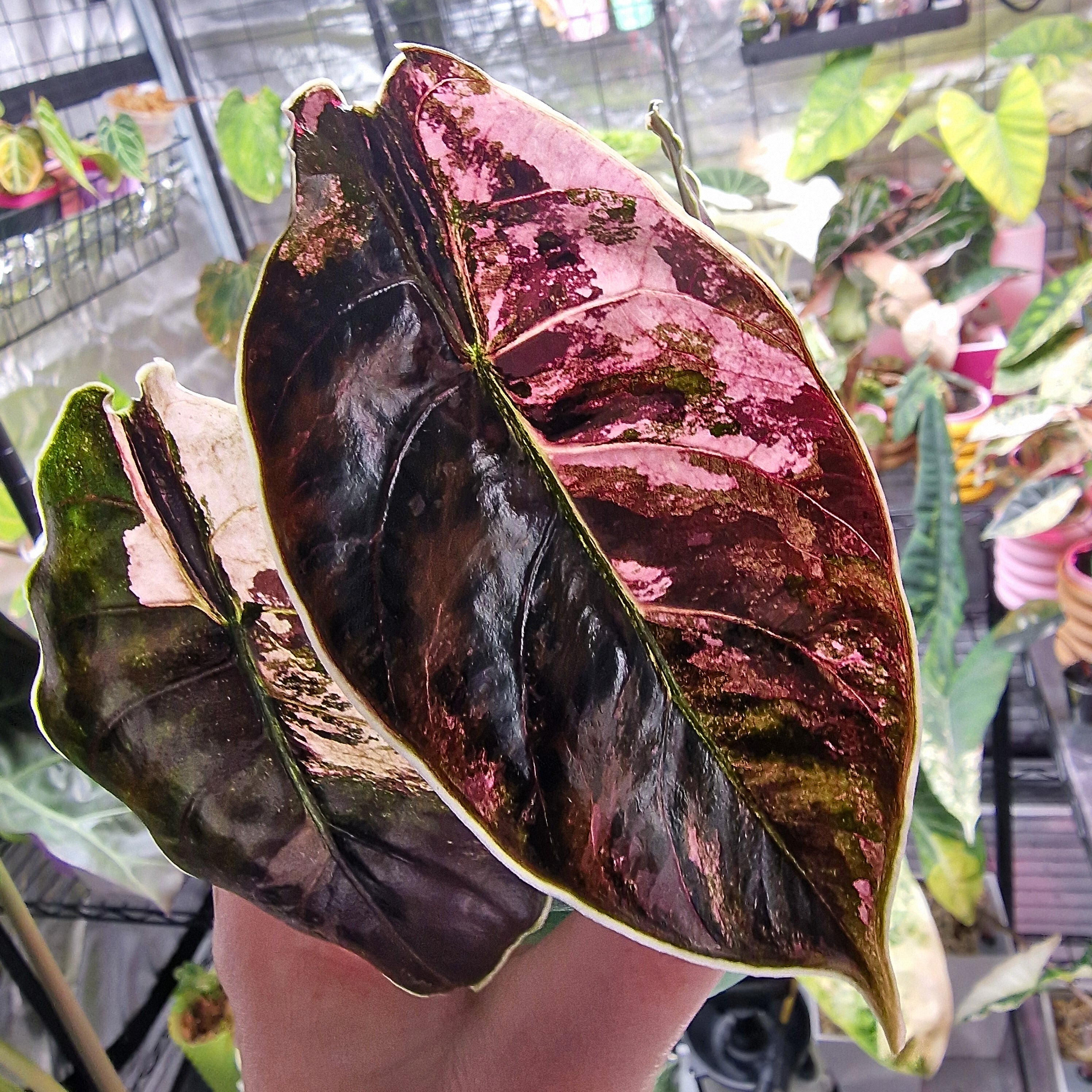 Alocasia Azlanii Albo / Pink corm