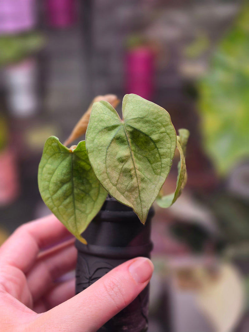 Anthurium forgetii × luxurians