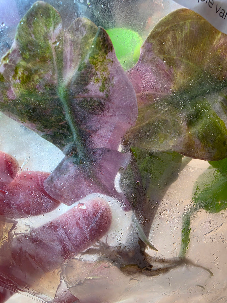 Alocasia Venom Purple TC in vitro