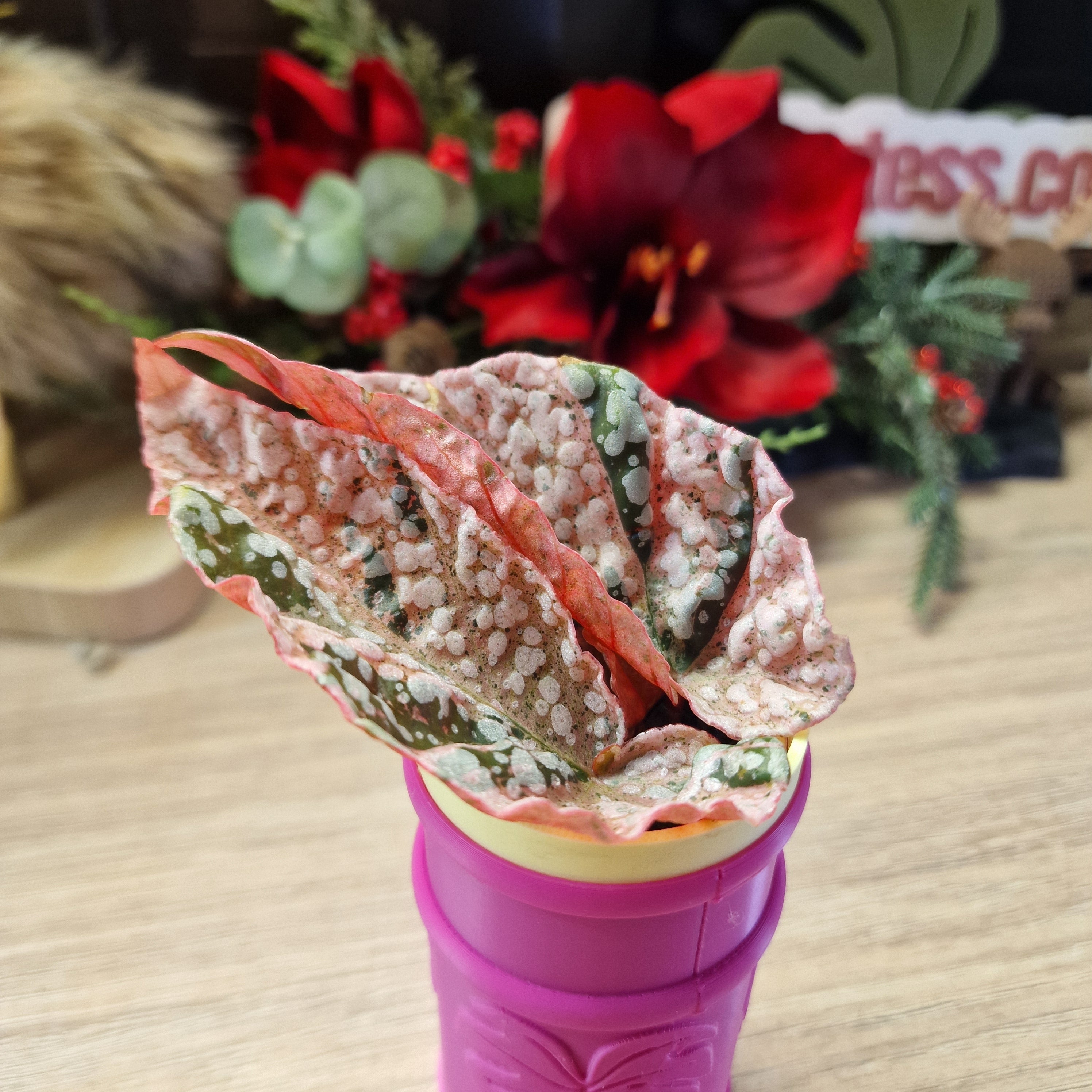 Begonia Snow Capped pink