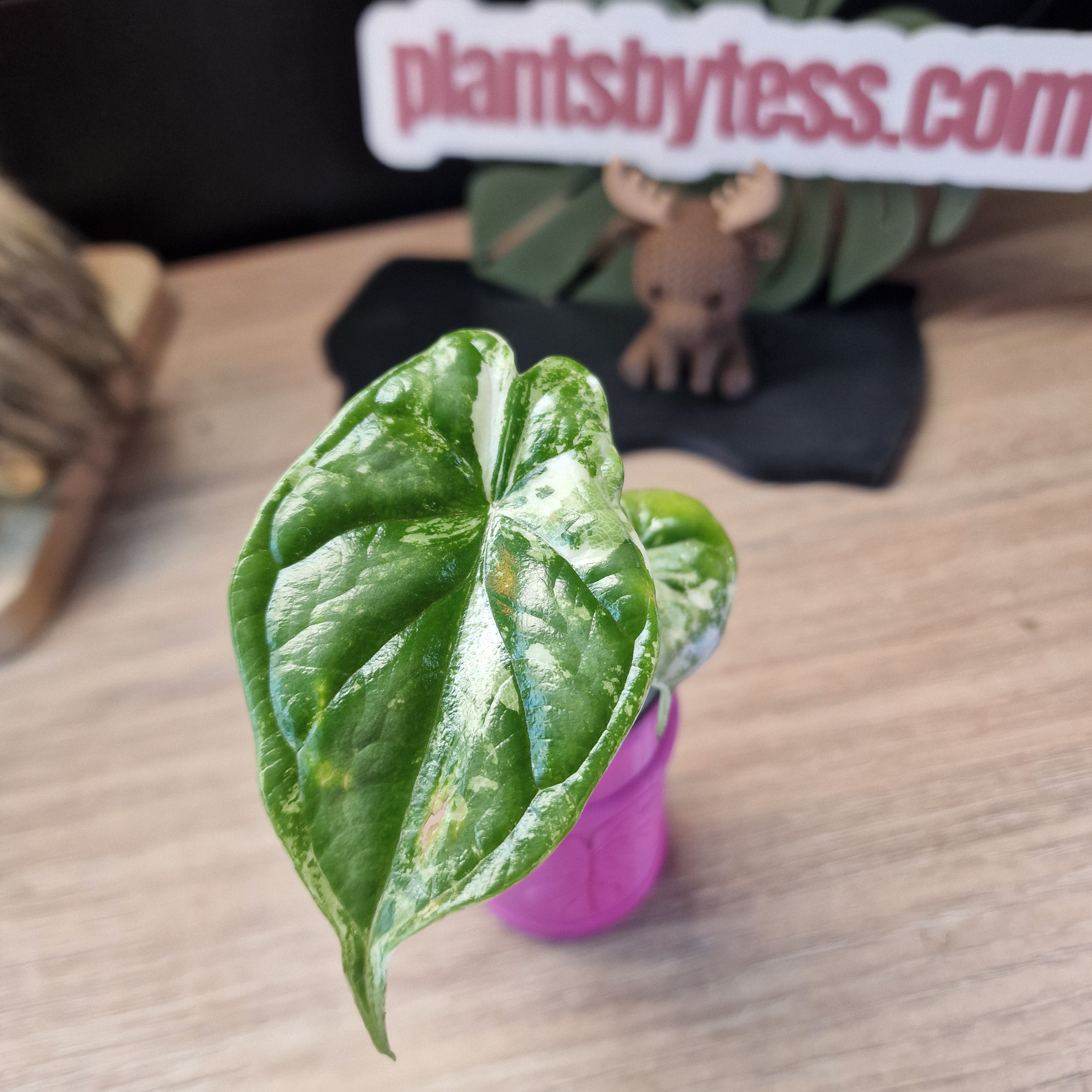 Alocasia Dragon Scale albo #6