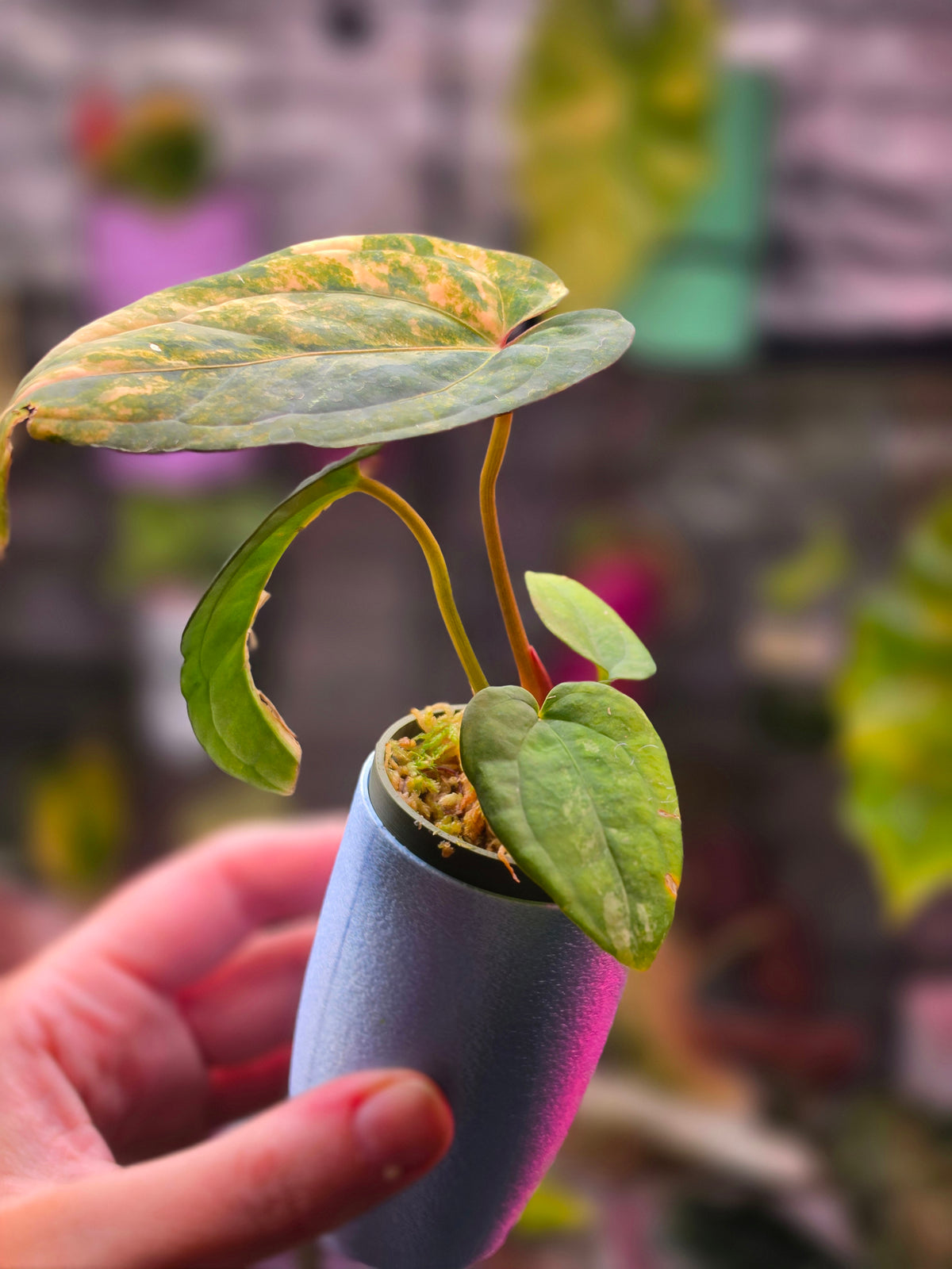 Anthurium papillilaminum × 'Night Dragon' (Variegated)
