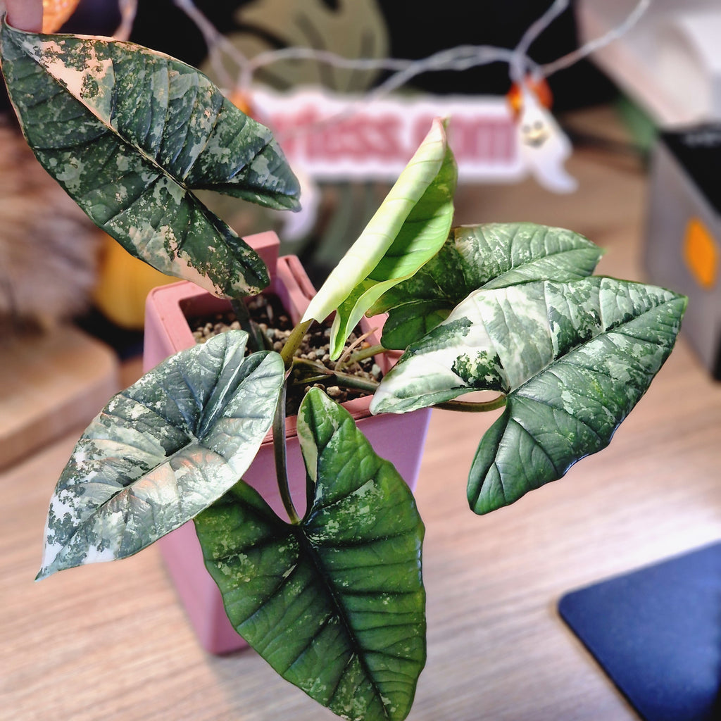 Alocasia Platinum albo corm