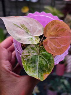 Anthurium Magnificum × Dressleri White | Velvet Collector Hybrid