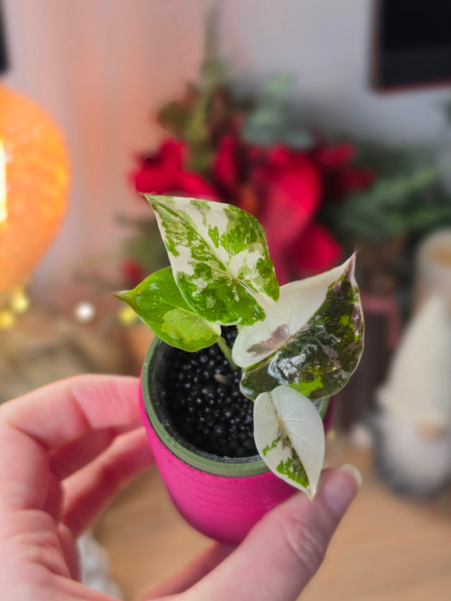 Alocasia Wentii Pink | High Variegated Pup #1