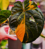 Anthurium 'Darkest Panama' (Goliath) | Variegated