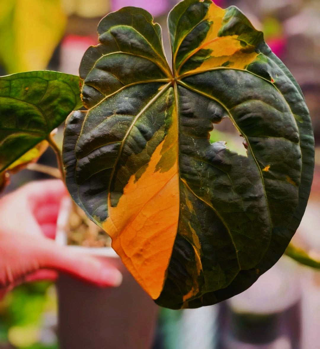Anthurium 'Darkest Panama' (Goliath) | Variegated