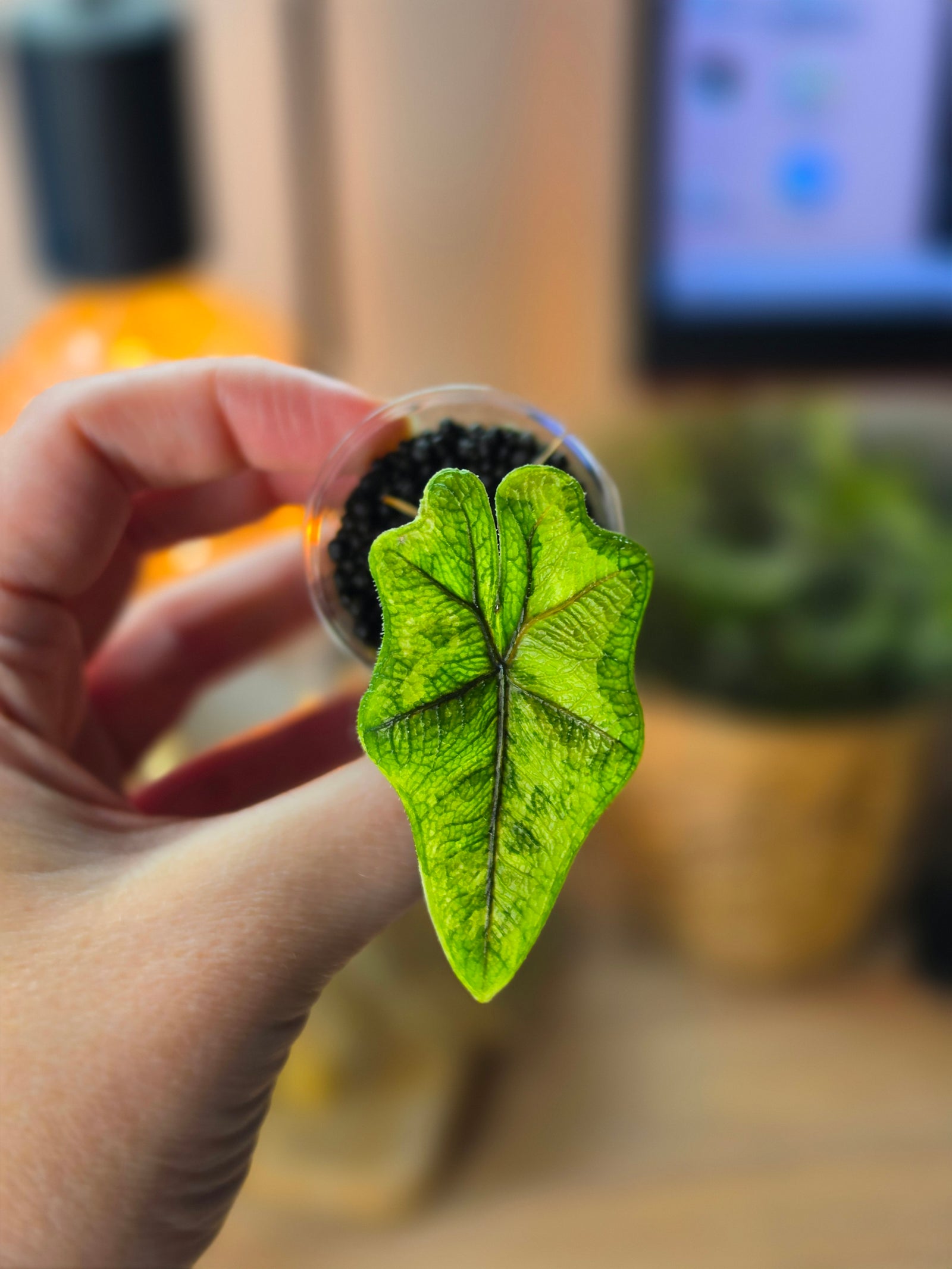 Alocasia Jacklyn Aurea | Golden Variegated Collector Alocasia