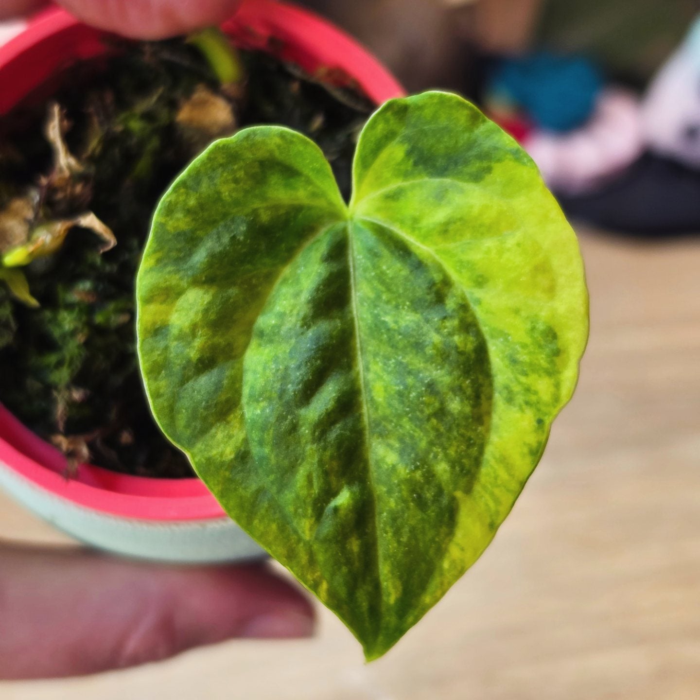 Anthurium (Pterodactyl x Luxurians) x (Papillilaminum x Magnificum) Clone | Rare Collector Hybrid