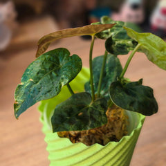 Anthurium Forgetii × Red Vein Dark Phoenix Mutated | Dark Vein Velvet Hybrid #2