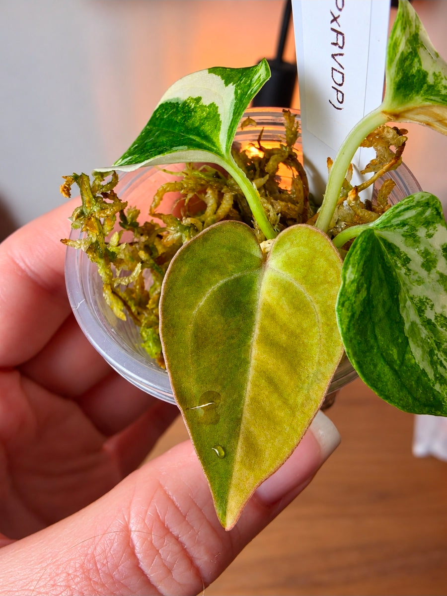 Anthurium Papillilaminum Variegated × (BVEP × RVDP) | White Variegated