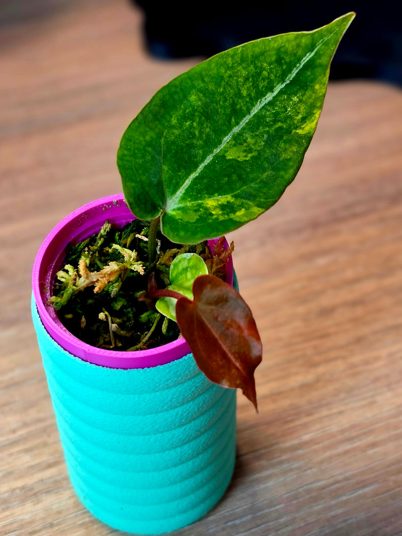 Anthurium Papillilaminum 'LA05' × (Forgetii × Ace of Spades DF) | Variegated Clone of Lyra, 2 Leaves